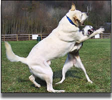 dog training kent dog behaviourist kent dog therapist kent dog whisperer kent dog trainer kent